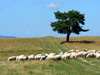 owieczki